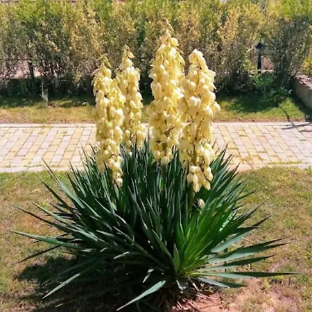лана 2 Appartement Byala (Varna)